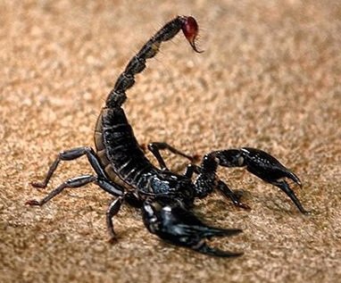 Mitä sinun pitäisi tietää dating Skorpioni